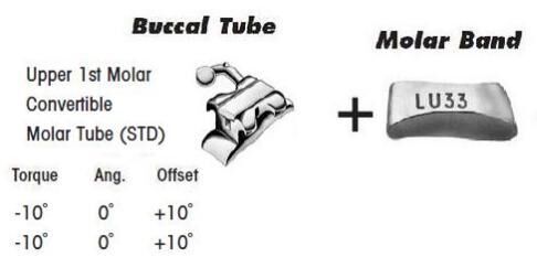 1st Molar Bands Assembly with Upper STD Convertible Tube