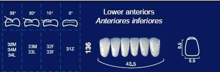 Lower Anterior Acrylic Resin Teeth #136 - NewTek