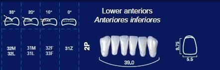 Lower Anterior Acrylic Resin Teeth #2P - NewTek