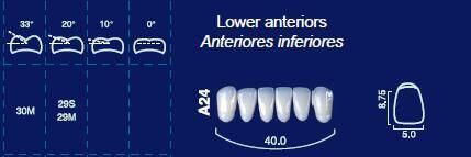 Lower Anterior Acrylic Resin Teeth #A24 - NewTek