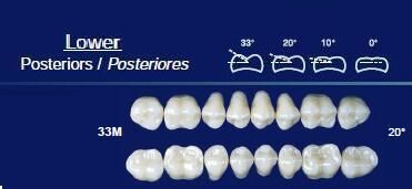 Lower Posterior Acrylic Resin Teeth #33M - NewTek