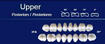 Upper Posterior Acrylic Resin Teeth #31S - NewTek