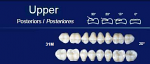 Upper Posterior Acrylic Resin Teeth #31M - NewTek